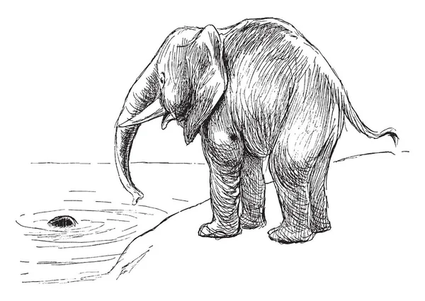 Elefante Encontró Algo Agua Dibujo Líneas Vintage Ilustración Grabado — Archivo Imágenes Vectoriales