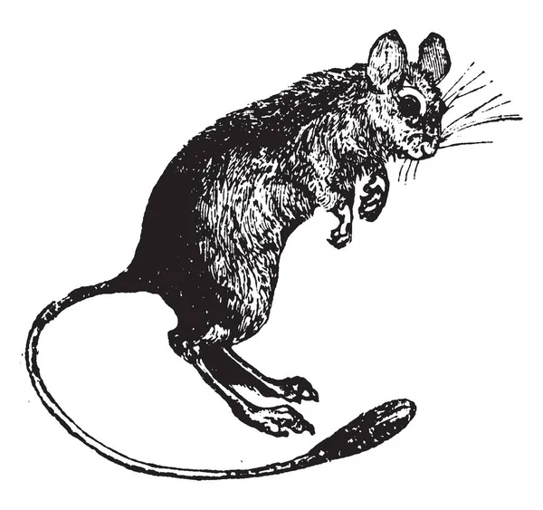 跳鼠有长尾巴与丛生的末端 复古线图画或雕刻例证 — 图库矢量图片