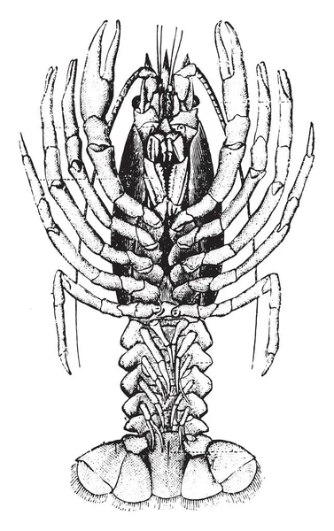 Gamberi Illustrazione Incisa Epoca Storia Naturale Degli Animali 1880 — Vettoriale Stock