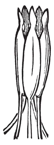 Рисунке Показаны Пять Тычинок Сингенеза Кореопсиса Рисунок Винтажной Линии Гравировка — стоковый вектор
