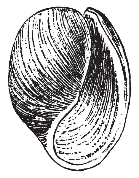 Acera Rodzaj Mięczaki Rodzina Bullid Lub Tornatellid Vintage Rysowania Linii — Wektor stockowy