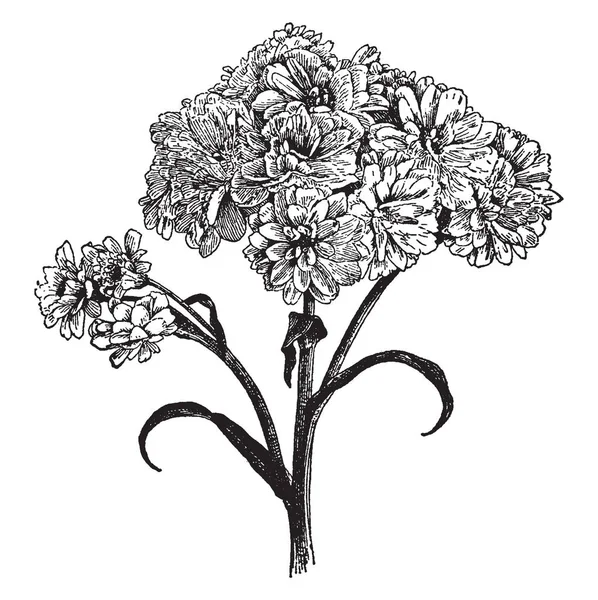 Retrato Que Mostra Variação Pérola Planta Flowering Achillea Ptarmica Desenho —  Vetores de Stock