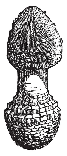 这是阿玛塔蘑菇的形象 这是他的年轻按钮舞台 复古线画或雕刻插图 — 图库矢量图片