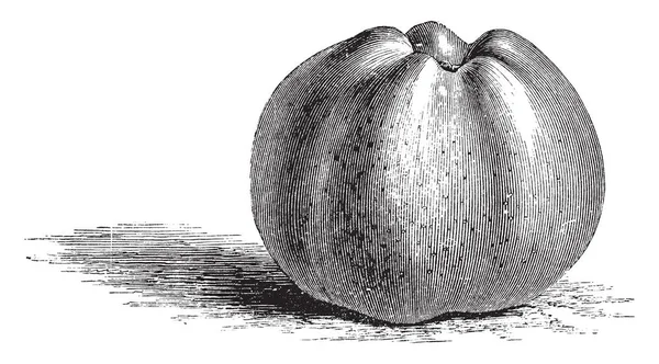 この画像で Calville ブランシュ アップル デザートに適しています このリンゴは大きい品種 ビンテージの線描画や彫刻イラストの — ストックベクタ