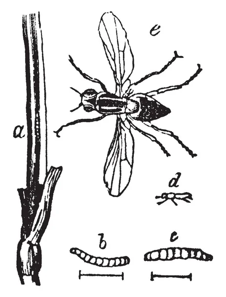 Mosca Maíz Que Bastante Escasa Para Insectos Dibujo Línea Vintage — Vector de stock