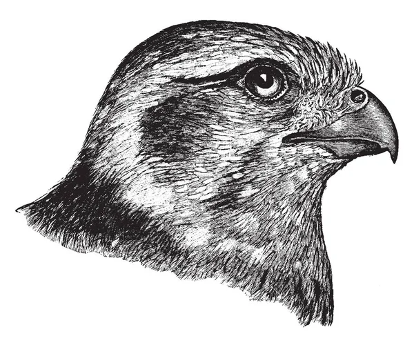 Questa Immagine Rappresenta Prairie Falcon Head Disegno Linee Vintage Incisione — Vettoriale Stock