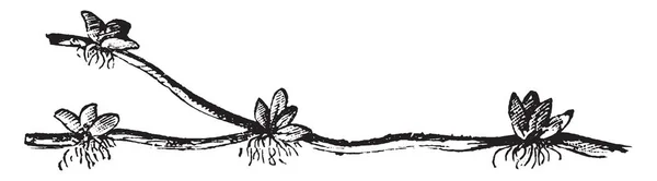 ภาพแสดงรากของพ ชสตรอเบอร รากช วยในการสน บสน นและโภชนาการของพ ชภาพวาดเส นเทจหร อแกะสล — ภาพเวกเตอร์สต็อก