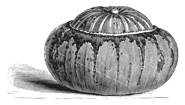 Цій Картині Турка Cap Gourd Цей Turk Cap Gourd Виглядати — стоковий вектор