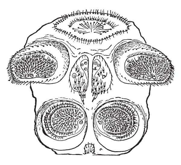 Spinnerets Den Gemensamma Korsspindel Som Används För Att Snurra Webs — Stock vektor