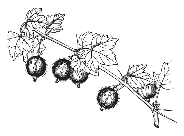 Immagine Raffigurante Arbusto Che Porta Uva Spina Uva Spina Acido — Vettoriale Stock