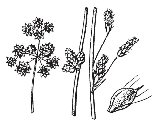 ホタルイ属植物の写真 それはスゲの家族に属しています 腋窩のりん片がある茎と葉は長さ までが約 ビンテージ線画または彫刻の図 — ストックベクタ