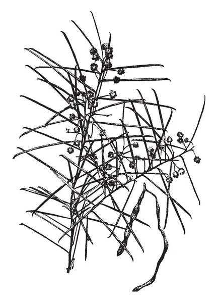 Acacia Una Especie Arbusto Árbol Pequeño Las Ramas Son Incómodas — Archivo Imágenes Vectoriales