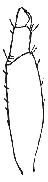 Thrips Tritici ในสก Frankliniella ภาพวาดเส นเทจหร อการแกะสล — ภาพเวกเตอร์สต็อก