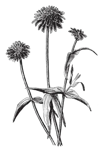 百日草是雏菊家族中向日葵族植物的属 它们原产于从美国西南到南美的一个地区的磨砂和干草原 复古线条画或雕刻插图 — 图库矢量图片