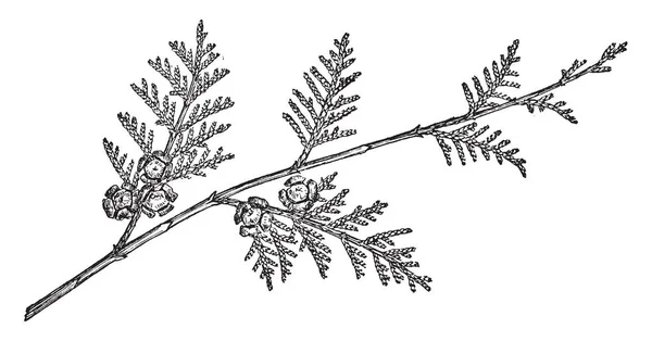 这是一棵柏树的树枝 它是一种针叶树 复古线条画或雕刻插图 — 图库矢量图片