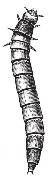 Mealworm Larva Sono Forma Larva Del Coleottero Verme Disegno Linea — Vettoriale Stock