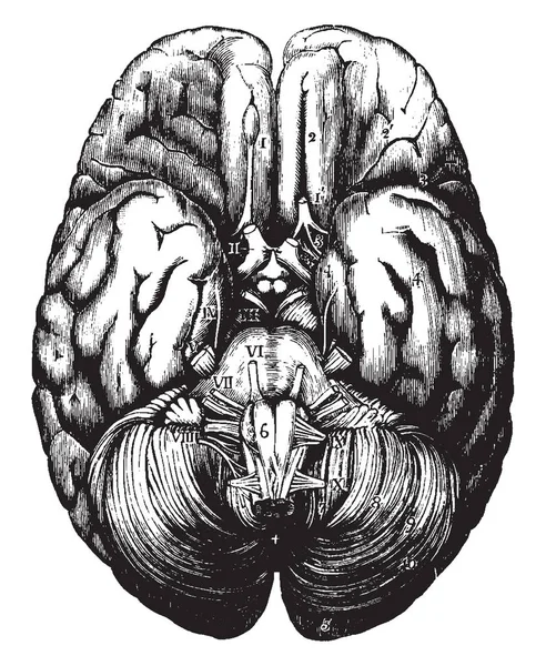 Vista Superior Del Cerebro Humano Dibujo Líneas Vintage Ilustración Grabado — Vector de stock