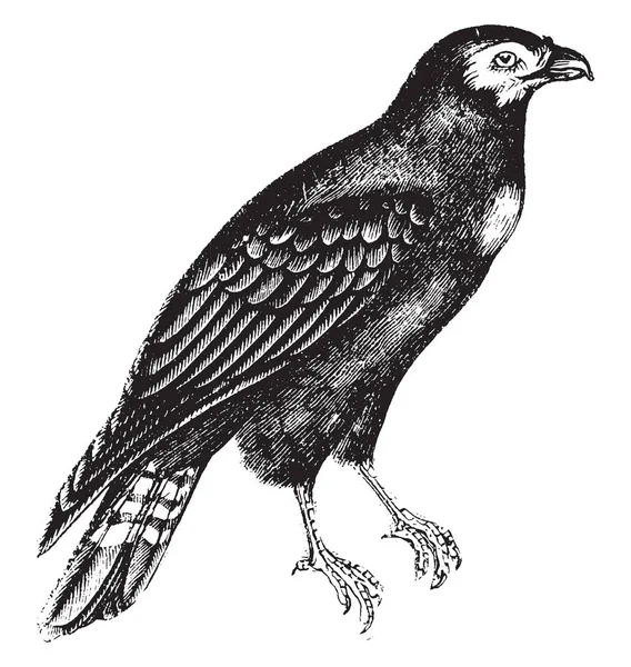 Caracara Est Oiseau Proie Famille Des Falconidae Dessin Ligne Vintage — Image vectorielle