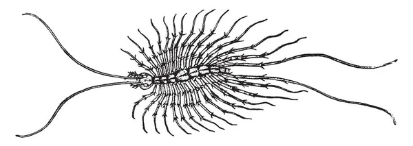 Scutigera 钳是几种俗称的房子蜈蚣 复古线条画或雕刻插图之一 — 图库矢量图片