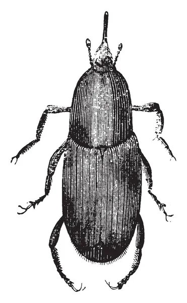 Weevil Böceği Curculionoidea Süper Vintage Çizgi Çizme Veya Oyma Illüstrasyon — Stok Vektör