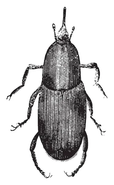 Weevil Tipo Scarabeo Della Superfamiglia Curculionoidea Disegno Linee Vintage Illustrazione — Vettoriale Stock