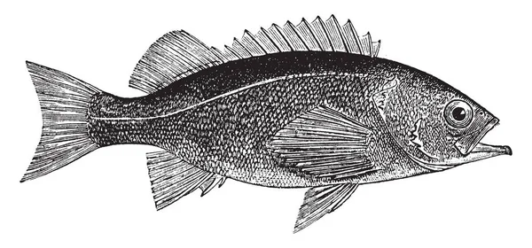 Priestfish Jest Łupkowata Kolor Czarny Sztuka Rysowania Linii Lub Grawerowanie — Wektor stockowy