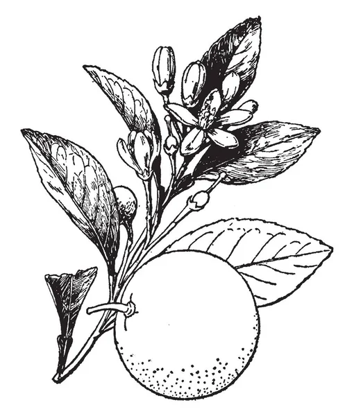 这张图片显示了一棵中等大小的树 上面有一个圆角 普通或甜橙是中华柑桔的共同名称 花儿是白色的 水果是椭圆形的甜混合 复古线条画或雕刻插图 — 图库矢量图片