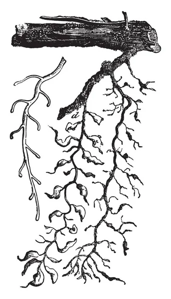 这张图片显示的是分枝的黄曲霉树果实正在生长 复古线画或雕刻插图 — 图库矢量图片