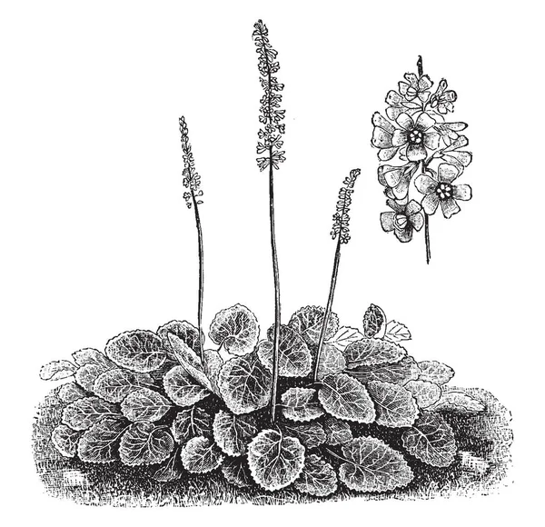 图片显示加莱克斯贼的习惯和分离的花序 加莱克斯贼有小的 白色的花排列在一个狭窄的簇在一个赤裸的茎 它有圆形心形的叶子 复古线条画或雕刻插图 — 图库矢量图片