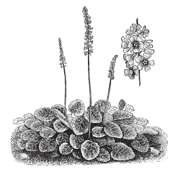 Una Imagen Muestra Hábito Inflorescencia Independiente Galax Aphylla Galax Aphylla — Vector de stock