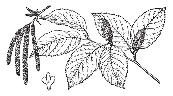Рисунке Изображена Ветвь Сладкой Березы Которая Известна Betula Lenta Родом — стоковый вектор