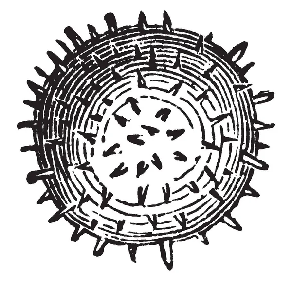 Рисунке Изображена Увеличенная Пыльца Гибискуса Других Растений Маллоу Измученных Колючей — стоковый вектор