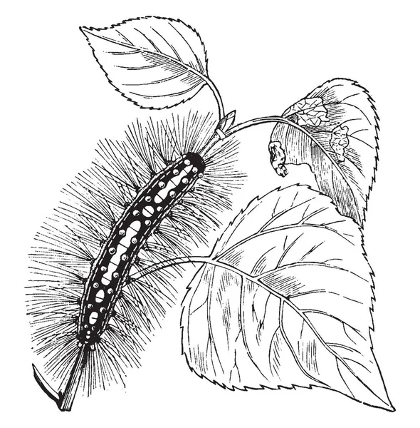 Caterpillar Satin Moth Общее Название Liparis Salicis Винтажного Рисунка Линии — стоковый вектор