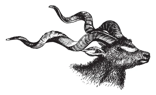 Resimde Antilop Kafa Vintage Çizgi Çizme Veya Oyma Illüstrasyon Temsil — Stok Vektör