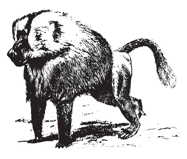 원숭이 아프리카와 아라비아 구시대 원숭이 Papio 빈티지 드로잉에 속하는 — 스톡 벡터