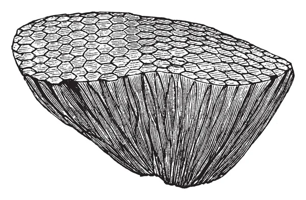 Favosites Alcyonaria ビンテージの線描画や彫刻イラストの種である化石の珊瑚 — ストックベクタ