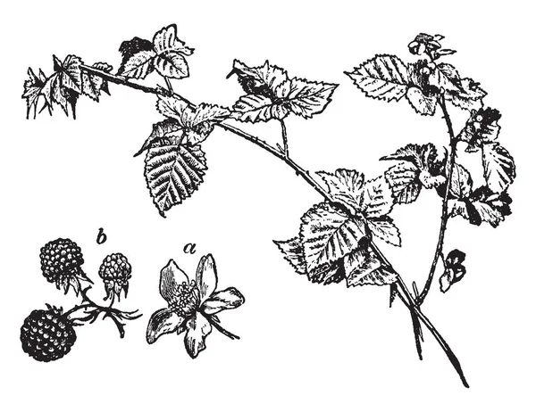 Les Feuilles Ronce Commune Sont Rugueuses Avec Des Branches Épineuses — Image vectorielle