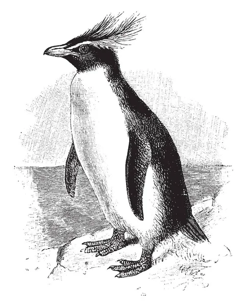 Southern Rockhopper Penguin Uma Espécie Ave Família Spheniscidae —  Vetores de Stock