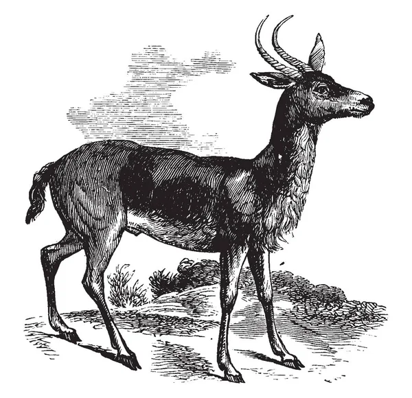 英加拉是一个深红色的小鹿颜色 复古线画或雕刻插图 — 图库矢量图片