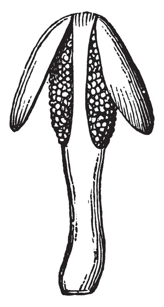 Immagine Mostra Gli Stamen Fiore Crespino Polline Che Produce Parte — Vettoriale Stock