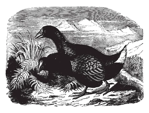 Takahe Era Pájaro Sin Vuelo Nativo Nueva Zelanda Dibujo Línea — Vector de stock