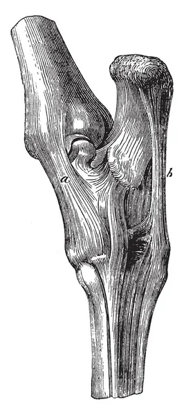 Tarsus Ligament Längd Och Bredd Och Den Främre Processen Överkäken — Stock vektor