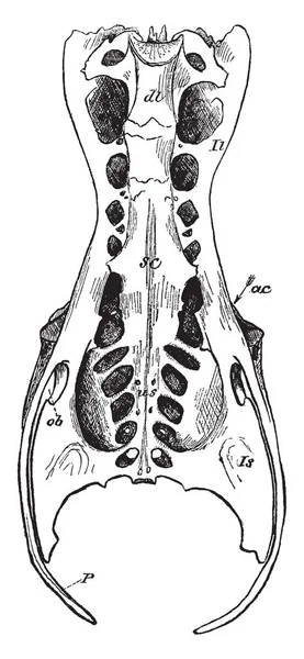 Gerçek sakral omurlarında, vintage çizgi çizme veya oyma resimde olan bir Heron Pelvis.