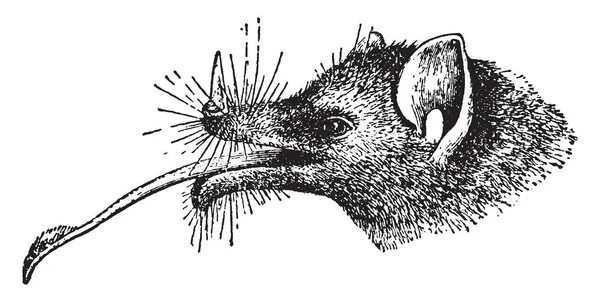 Chaeronycteris Mexicana Phyllostomidae 빈티지 드로잉 그림에에서 박쥐의 종입니다 — 스톡 벡터