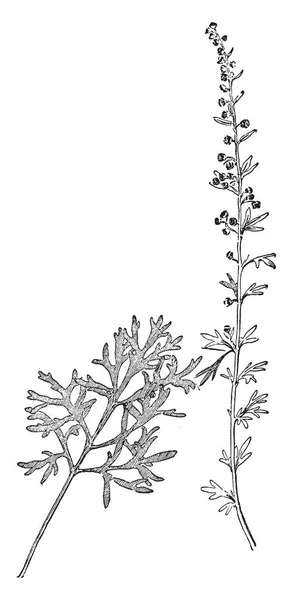 艾草植物茎直 生长到 但有时甚至更大的沟槽分枝和银色绿色 叶子是螺旋排列的 绿灰色上面和白色下面 复古线条画或雕刻插图 — 图库矢量图片