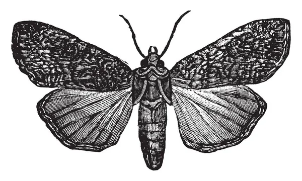 Polilla Pearly Underwing Con Sombreado Gris Negruzco Oscuro Margen Las — Archivo Imágenes Vectoriales