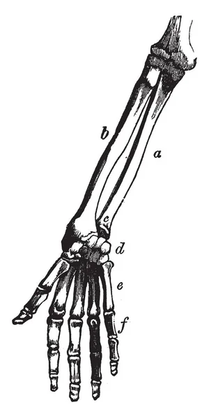 这个插图代表胳膊和手的骨头 复古线条画或雕刻插图 — 图库矢量图片