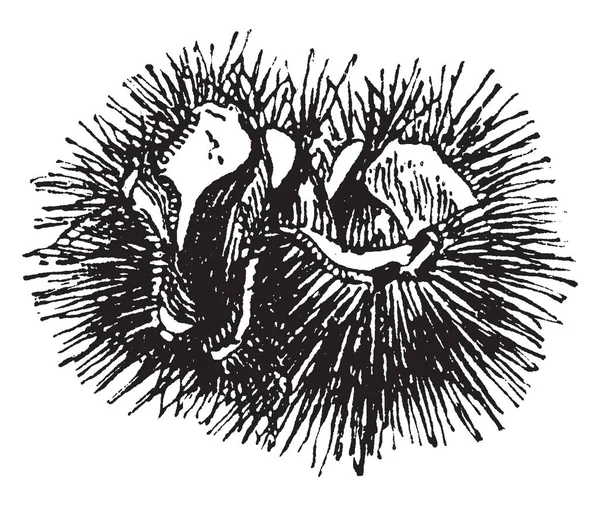 Плод Каштана Покрытый Колючей Раковиной Рисунком Винтажной Линии Гравировкой — стоковый вектор