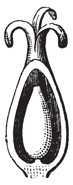 Esta Imagem Mostra Uma Seção Óvulo Trigo Sarraceno Desenho Linha — Vetor de Stock