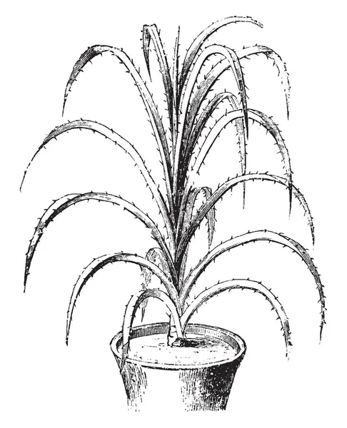 Obrázek Ukazující Pandanus Odoratissimus Pandánovité Rodiny Listy Jsou Myrsinites Dlouhou — Stockový vektor